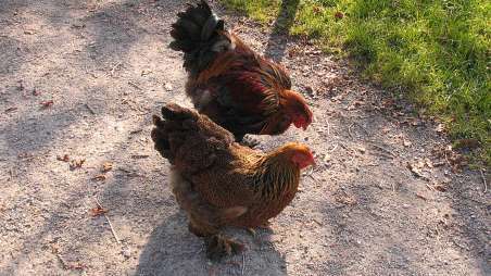 Plumas