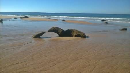 Foca