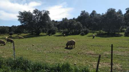 Ibericomios libres