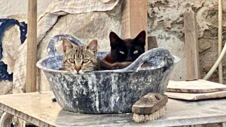 Gatos en colonia