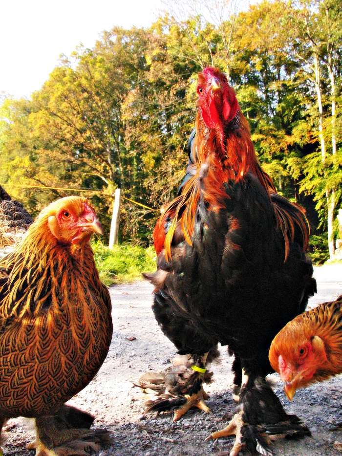 Gallináceas