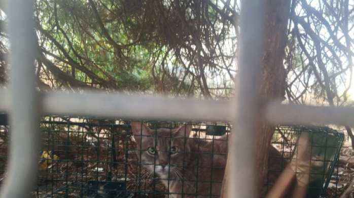 Gato encerrado duante horas